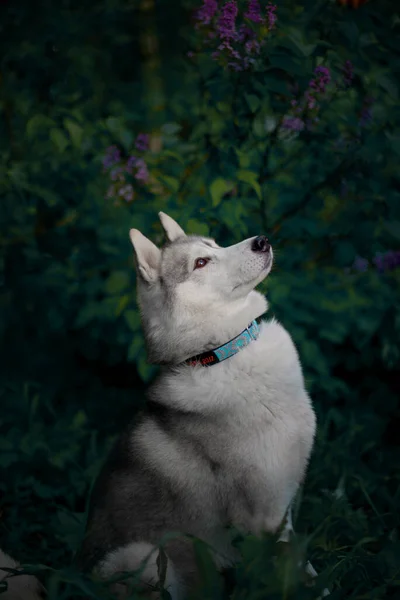 ライラックが咲く茂みの近くの美しいシベリアのハスキー犬 — ストック写真