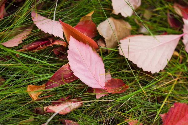 Sezon jesień liści na zielonej trawie w parku pełnym słońcu z tłem krople deszczu. Selektywny fokus używane. — Zdjęcie stockowe