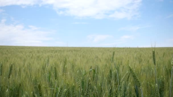 Campo de trigo verde — Vídeo de stock