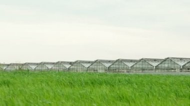 Buğday alan ve sera