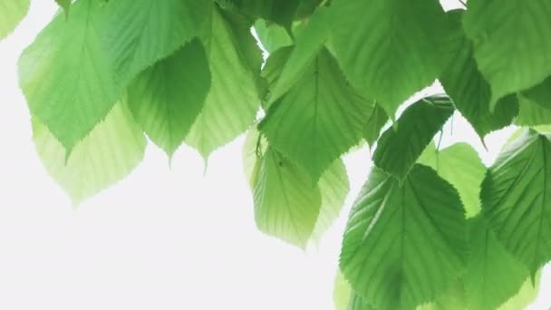 Grönt blad isolerad på vit bakgrund — Stockvideo