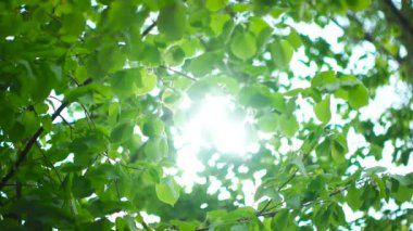 Güzel güneş ağacı yeşil yaprakları ile