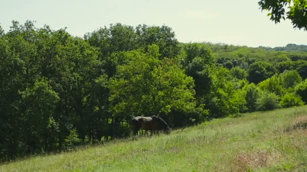 Cavalo pastando em um prado — Vídeo de Stock