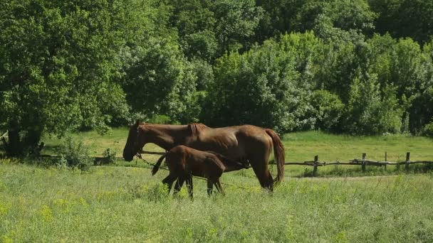Pâturage de chevaux dans une prairie 