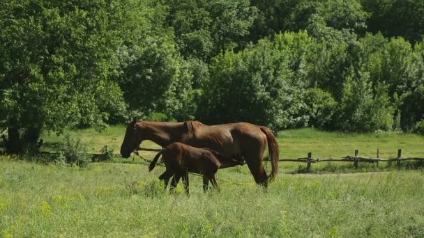 Caballo pastando en un prado — Vídeo de stock