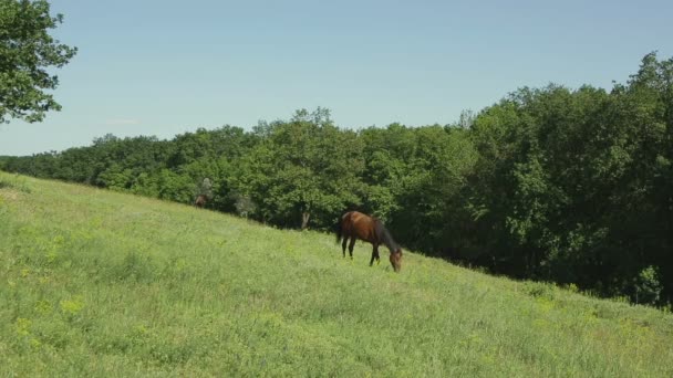 Caballo pastando en un prado — Vídeos de Stock