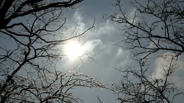 La nieve brilla a la luz del sol . — Vídeos de Stock