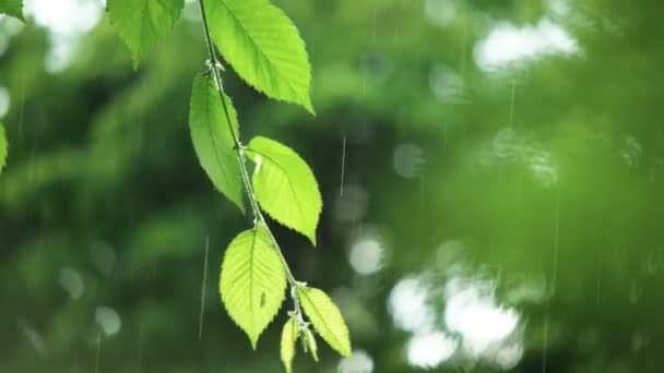 Green leaves in rainy weather — Stock Video