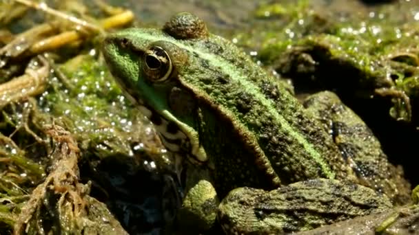 Katak hijau di kolam — Stok Video