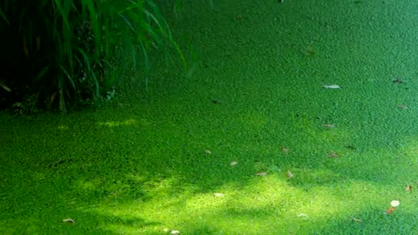 Зеленая болотная текстура — стоковое видео