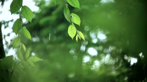 Groene takken onder de vallende regen — Stockvideo