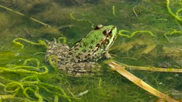 Зелена жаба в ставку — стокове відео