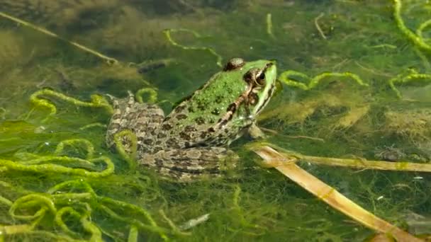 grenouille verte dans l'étang