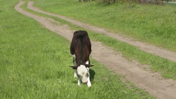 Mucca in un prato vicino al fiume — Video Stock