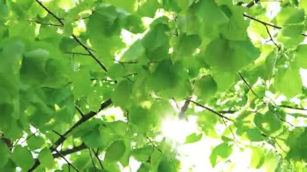 Viento que sopla hojas vibrantes — Vídeo de stock