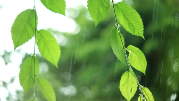 Grüne Blätter bei Regenwetter — Stockvideo