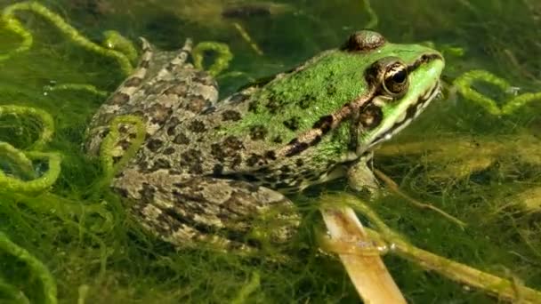 Зеленая лягушка в пруду — стоковое видео