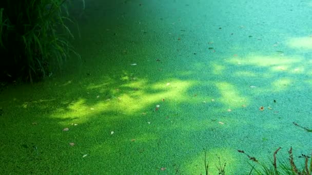 Groene slime uit algen in lake — Stockvideo