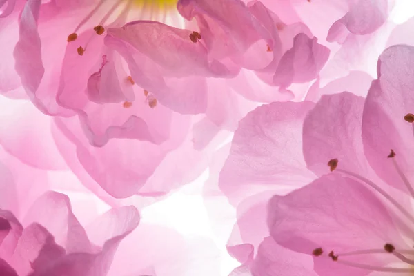 Розовые цветы на фоне сакуры — стоковое фото