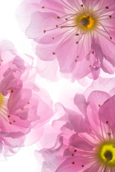 Flores rosadas de fondo de sakura — Foto de Stock