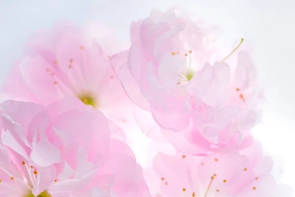 Flores rosadas de fondo de sakura — Foto de Stock