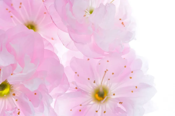 Flores rosadas de fondo de sakura —  Fotos de Stock