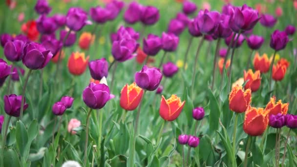 Tulipanes coloridos en el parque — Vídeo de stock