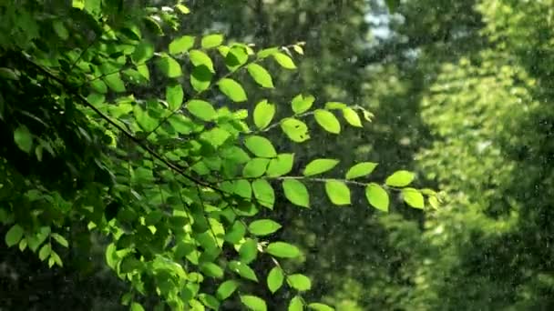 Green spring tree in rainy weather — Stock Video