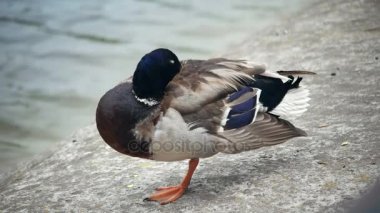 Ördek duruyor bir bacak freesing