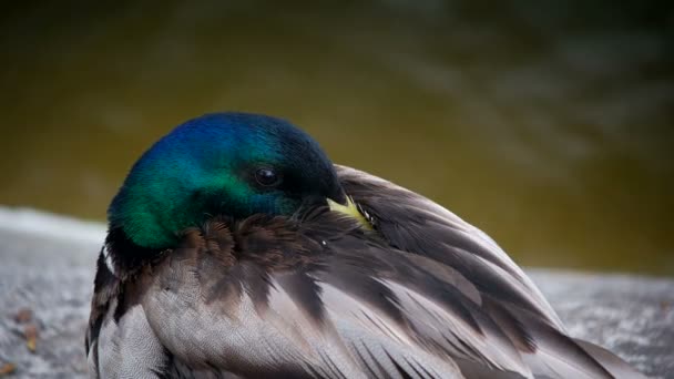 Duck portrait close-up is freesing — Stock Video