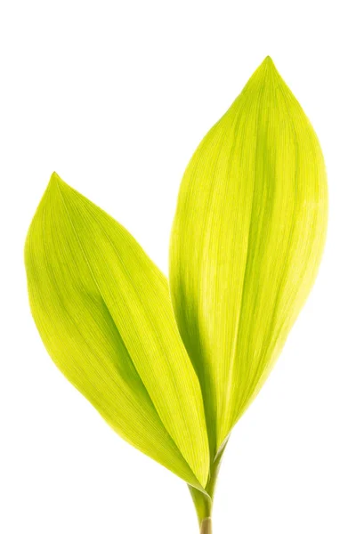 Grüne Lilienblätter isoliert auf weiß — Stockfoto