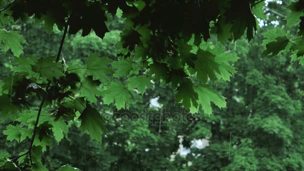 녹색 나무 가지에서 떨어지는 비 — 비디오