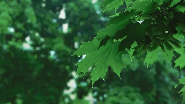 Lluvia en el bosque de árboles verdes — Vídeo de stock
