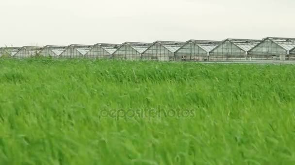 Пшеничне поле і теплиця — стокове відео