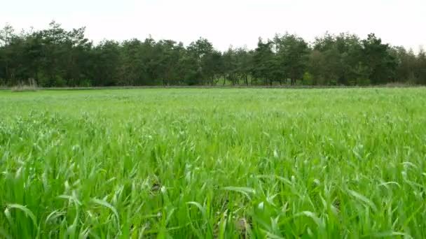 Champ de blé et forêt — Video