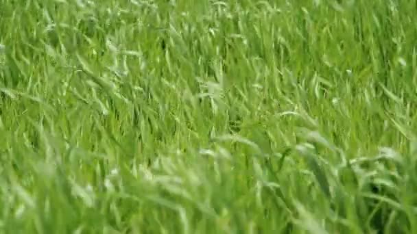 Herbe champ vert gros plan — Video