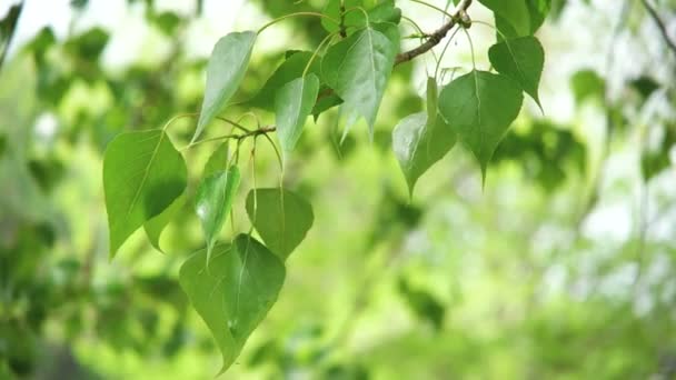 Leaves backlit. Summer poplar tree — Stock Video