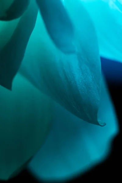 Petals of blue flower macro shot over black background — Stock Photo, Image