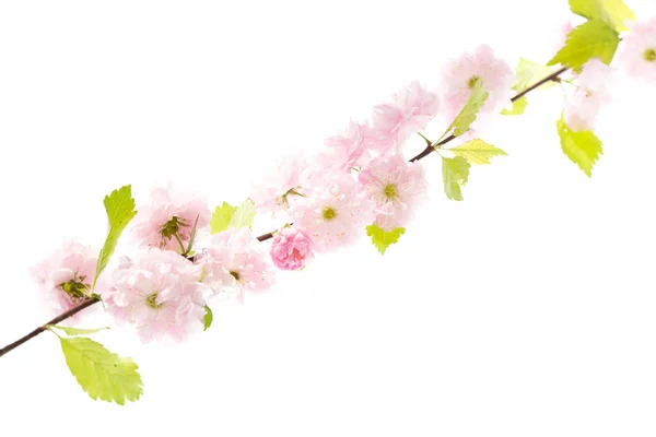 Sakura branch isolatet on white background — Stock Photo, Image