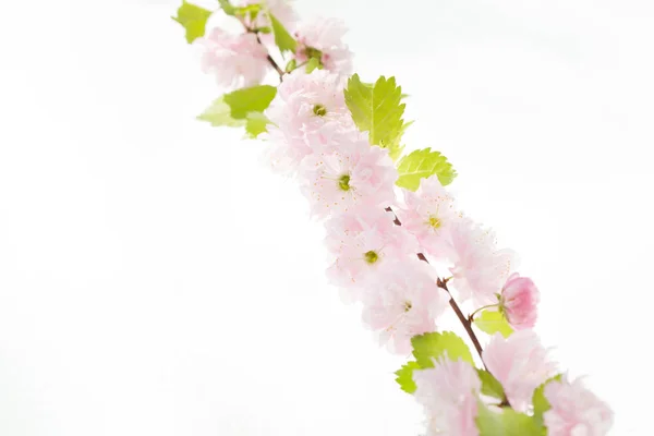 Aislamiento de rama Sakura sobre fondo blanco — Foto de Stock