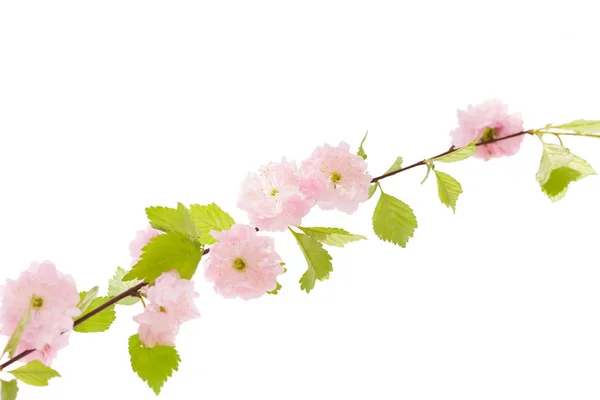 Sakura branch isolatet on white background — Stock Photo, Image