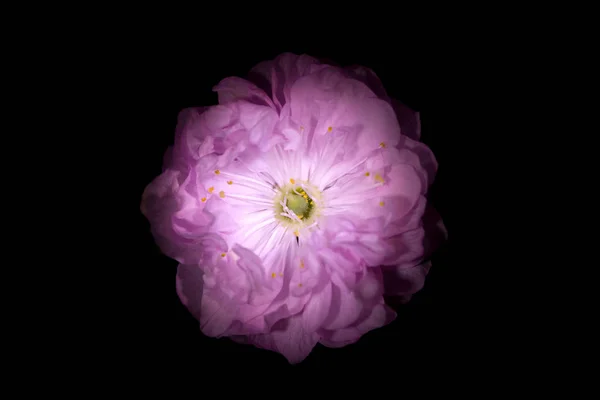 Rosa Blume mit runden Blütenblättern wie Petunien isoliert auf schwarzem Hintergrund. — Stockfoto