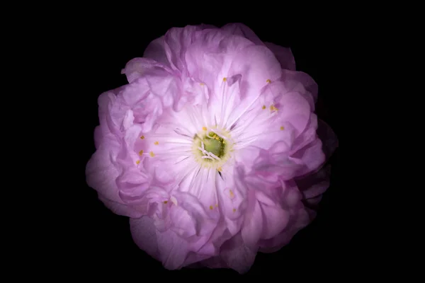 Rosa Blume mit runden Blütenblättern wie Petunien isoliert auf schwarzem Hintergrund. — Stockfoto