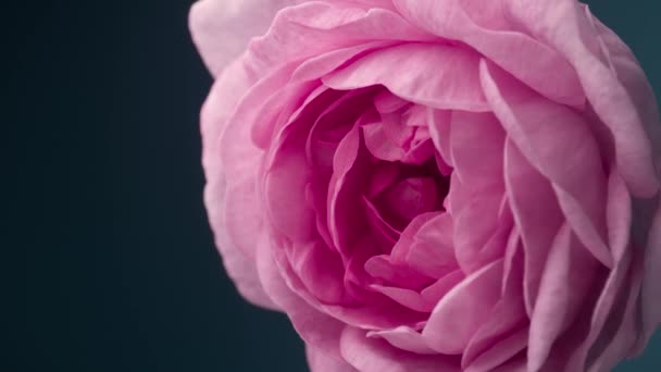 Timelapse de floraison pivoine rose à l'extérieur. Ouverture des fleurs toile de fond . — Video