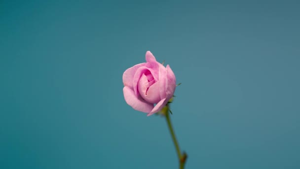 Zeitraffer der blühenden rosa Pfingstrose im Freien. Blume als Eröffnungskulisse. — Stockvideo