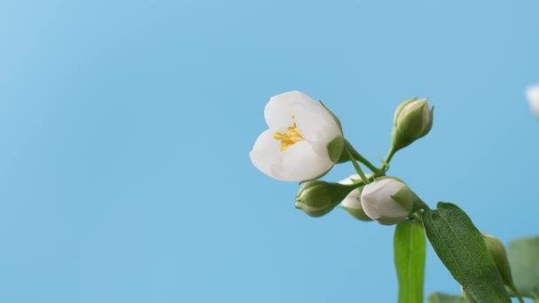 青の背景に白ジャスミンの開花の経過。花開きの背景. — ストック動画
