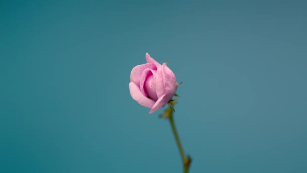 Zeitraffer der blühenden rosa Pfingstrose im Freien. Blume als Eröffnungskulisse. — Stockvideo