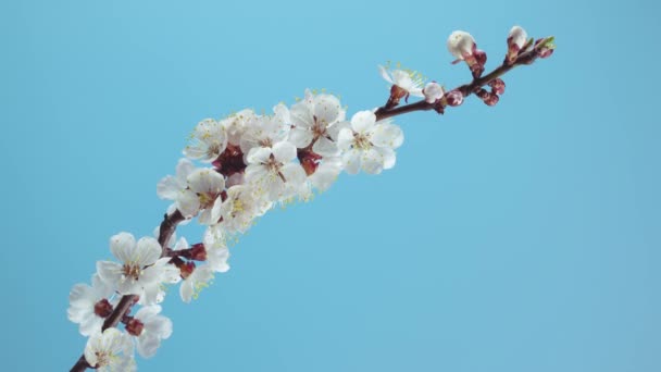 Frühling Aprikosenbaum Blumen blühen Öffnung Timelapse — Stockvideo