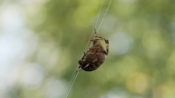 Aranha em Cobweb na natureza — Vídeo de Stock