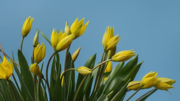 Timelapse van bloeiende gele tulpen boeket. Bloemen Opening achtergrond. — Stockvideo